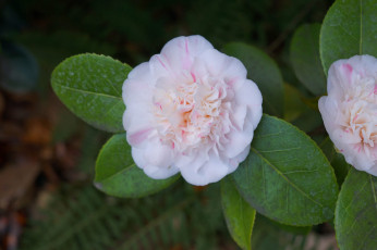 Картинка цветы камелии камелия листья бутон цветение кустарник camellia leaf bud flowering shrubs