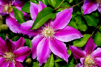 Картинка цветы клематис+ ломонос цветение лепестки клематис