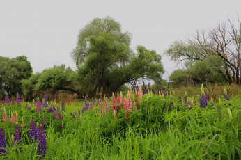 Картинка цветы люпин пейзаж люпины лето природа