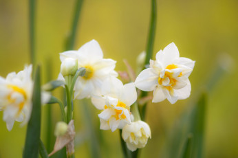Картинка цветы нарциссы нарцисс цветение желтый лепестки