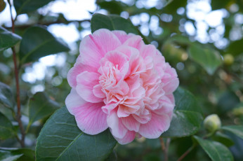 Картинка цветы пионы пион бутон лепестки листья цветение