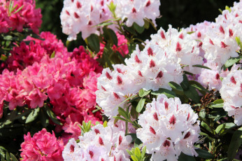 Картинка цветы рододендроны+ азалии куст цветение рододендроны
