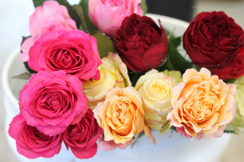 Картинка цветы розы роза бутон лепестки листья цветение rose bud petals leaves blossoms