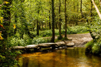 Картинка природа реки озера река лес