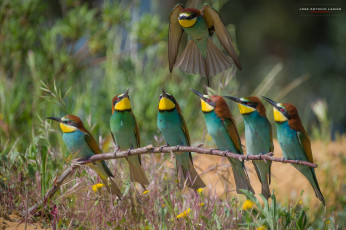 Картинка щурки+ пчелоеды животные птица окрас перья
