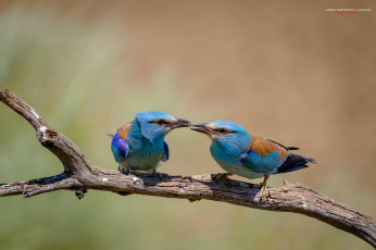 Картинка сизоворонки+ ракши животные птица забавная окрас перья