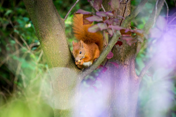 Картинка животные белки хвостик лапки ушка белка милашка