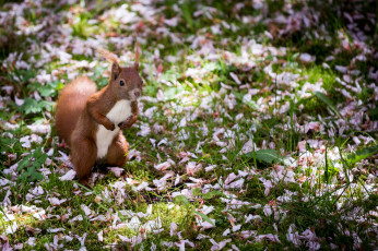 Картинка животные белки хвостик милашка лапки ушка белка