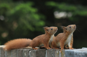 Картинка животные белки милашка хвостик белка ушка лапки