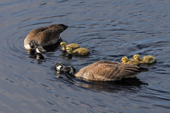 Картинка животные гуси дикие вода пара дети