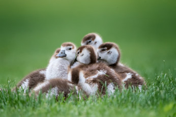 Картинка животные гуси семейка птенцы трава