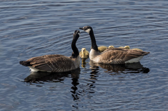 Картинка животные гуси вода пара дети дикие