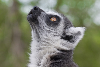 Картинка животные лемуры боке лемур мордочка