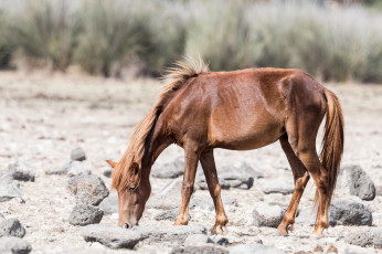 Картинка животные лошади лошадь хвост грива окрас