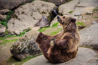 Картинка животные медведи поза камни медведь зоопарк
