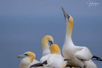 Картинка животные олуши лапки клюв белая птица олуша