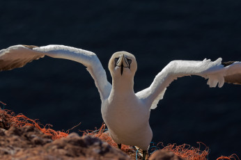 Картинка животные олуши олуша птица клюв белая