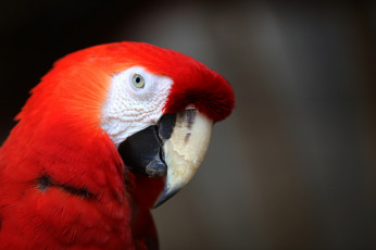 Картинка животные попугаи попугай перья цвет птица забавный