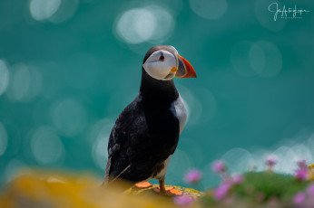 Картинка животные тупики окрас перья птица тупик