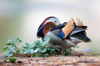 Картинка животные утки утка-мандаринка мандаринка утка окрас птицы