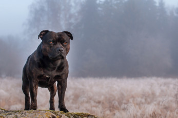 Картинка животные собаки растение