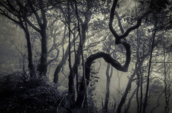 Картинка природа лес туман деревья