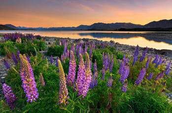 Картинка природа реки озера река лес