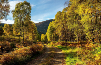 Картинка природа дороги гора деревья дорога проселочная