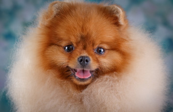 Картинка животные собаки морда