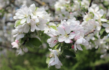 Картинка цветы цветущие+деревья+ +кустарники весна деревья яблоня