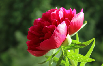Картинка цветы пионы растения флора макро
