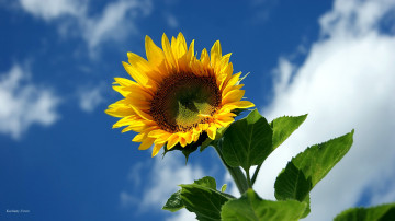 Картинка цветы подсолнухи небо солнечный цветок