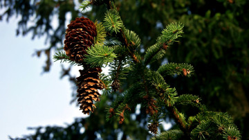 Картинка природа шишки +жёлуди +каштаны еловые