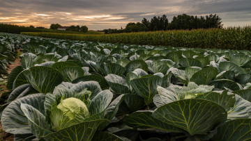 Картинка природа поля поле кочаны капуста урожай