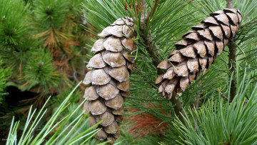 Картинка природа шишки +жёлуди +каштаны