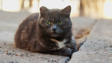 Картинка животные коты бетон