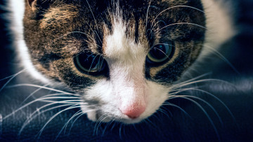 Картинка животные коты морда