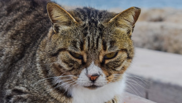 Картинка животные коты морда