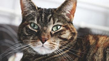 Картинка животные коты морда