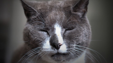 Картинка животные коты морда