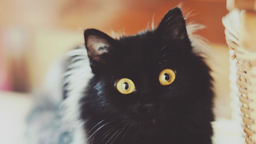 Картинка животные коты морда