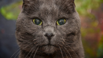 Картинка животные коты морда