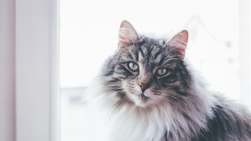 Картинка животные коты морда