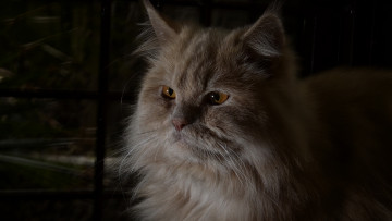 Картинка животные коты морда