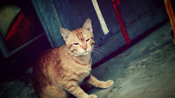 Картинка животные коты морда