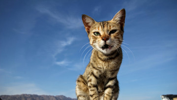 Картинка животные коты небо