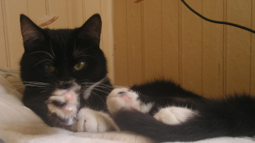 Картинка животные коты отдых