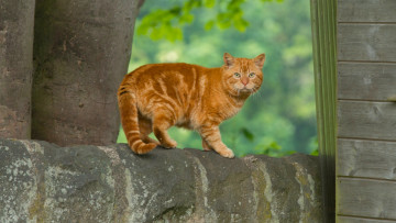 Картинка животные коты рыжий цвет