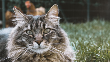 Картинка животные коты трава