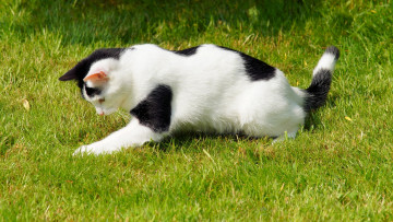 Картинка животные коты трава